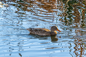 A large brown Mallard Tucson, Arizona