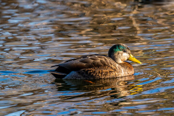 A large brown Mallard Tucson, Arizona