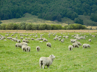 Obraz premium A group of sheep in the field in New Zealand. 