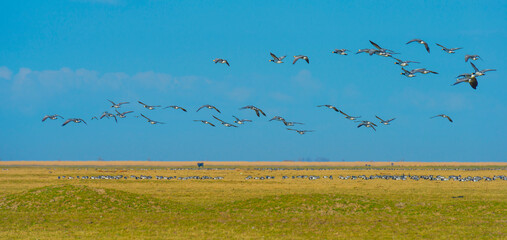 Flock of geese flying in a blue clear sky  in bright sunlight over wetland along a lake in winter, Almere, Flevoland, The Netherlands, March 18, 2022