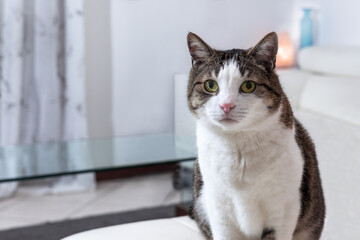 Closeup portrait of a beautiful cute cat. Lovely pet. Mock up and copy space. Cute pet. National Pet Day