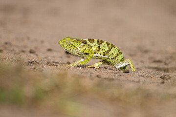 Wild and funny chameleon walking on the sand ground with blurred green trees in the background. Animal like a model front the camera looking to the camera. Green small animal.