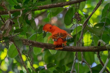 Male of Andean Cock-of-the-rock (Rupicola peruvianus) lekking and dyplaing in front of females, typical mating behaviour, beautiful orange bird in its natural enviroment, amazonian rain forest, Brazi