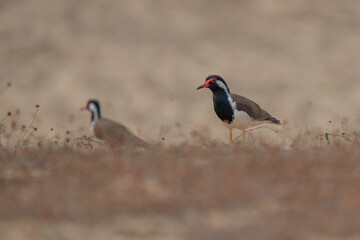 Southern Lapwing on the Green Grass (Quero-quero / Vanellus chilensis)