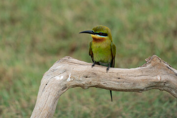 Obraz premium European bee-eater ( Merops apiaster ) is sitting on a twig