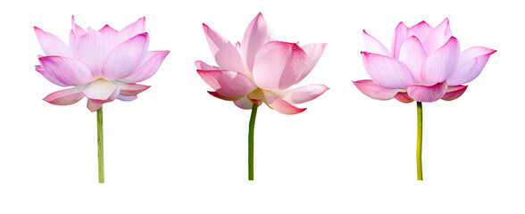 Lotus flower collections isolated on white background. File contains with clipping path.