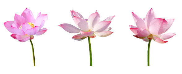 Lotus flower collections isolated on white background. File contains with clipping path.