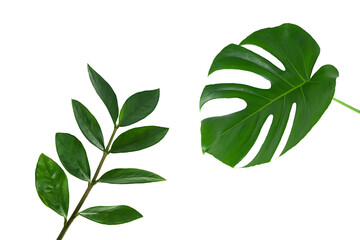 A beautiful monstera leaf and a sprig of zamiokulkas isolated on a white background. The concept of minimalism. Copy space.