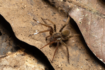 Wandering Spider from Ctenidae family. Venomous nocturnal hunters on ground in rain forest. Carara National Park - Tarcoles, Costa Rica wildlife. - obrazy, fototapety, plakaty