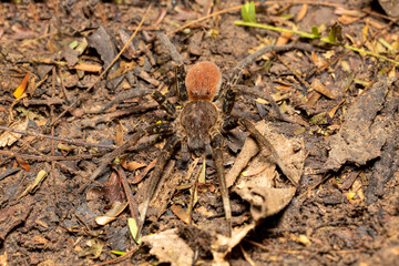 Wandering spider, Ancylometes bogotensis from family ctenidae. Venomous nocturnal hunters on ground...