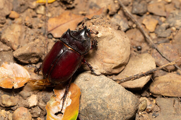Strategus aloeus, the ox beetle, is a species of rhinoceros beetle, big bug founded in Carara National Park - Tarcoles, Wildlife in Costa Rica. - obrazy, fototapety, plakaty