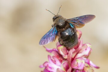 Xylocopa violacea, the violet carpenter bee about to fly over the giant orchid (Barlia robertiana), selective approach.