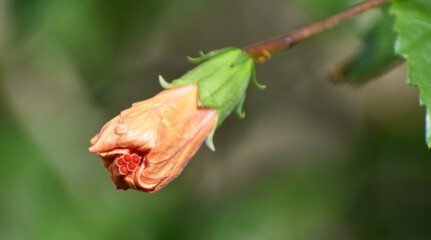 Close up of a small orange flower bud about to bloom.
