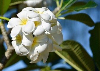 Obraz na płótnie Canvas Bouquet of white and yellow frangipani flowers in a tropical garden