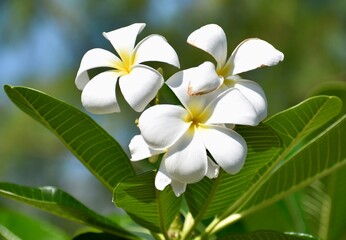 Close up of pretty white and yellow frangipani flowers