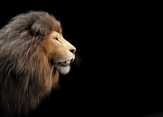 Lion portrait on black