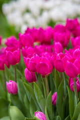 Beautiful colorful  background Knitting 