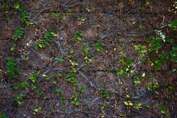 Wild vines growing on a brick wall