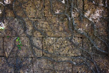Background vines growing on a stone wall