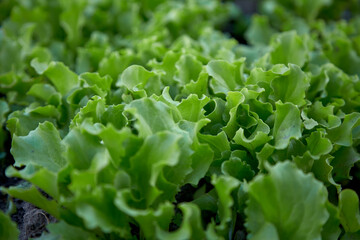 Fototapeta premium Green fresh lettuce salad on the farm. Natural background. Spring work.