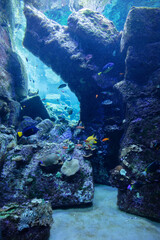 Onderwater koraalrif en vissen