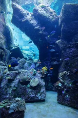 Crédence en verre imprimé Récifs coralliens Récif corallien sous-marin et poissons