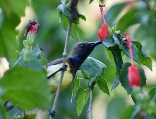 Sunbird feeding on tropical flowers in a garden in Malaysia