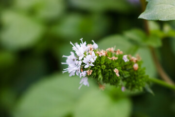 close up of blooming flowers