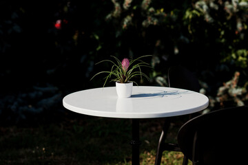 vase with a plant on the table