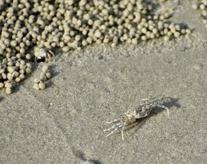 Small crab guarding its territory on the beach