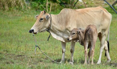 Fototapeta premium Mother cow standing with her calf in a field