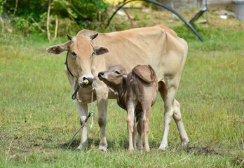 Mother cow looking after her calf on a farm