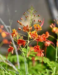 Bright canna flowers growing in a Malaysian garden
