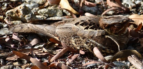 Pretty brown bird resting on the ground
