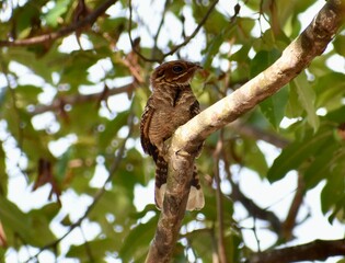 Beautifully patterned brown bird perched in a tree