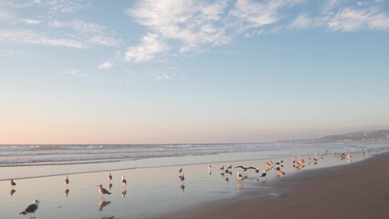 Seagull birds by ocean water on beach, sea waves at sunset in California, USA. Flock or colony of avian on coast littoral sand of pacific shore, many sea gulls and seascape at sundown on Mission beach