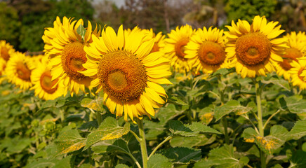 Obraz premium sunflower field