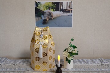 死亡した愛猫の遺骨
