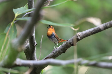 Japanese robin (Luscinia akahige) male in Japan