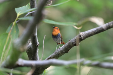 Japanese robin (Luscinia akahige) male in Japan