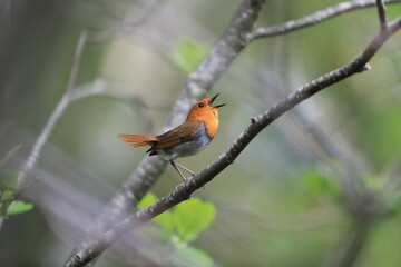 Japanese robin (Luscinia akahige) male in Japan