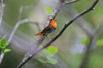 Japanese robin (Luscinia akahige) male in Japan