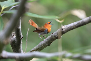 Japanese robin (Luscinia akahige) male in Japan