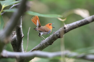 Japanese robin (Luscinia akahige) male in Japan