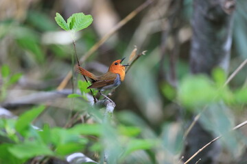 Japanese robin (Luscinia akahige) male in Japan