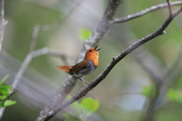 Japanese robin (Luscinia akahige) male in Japan