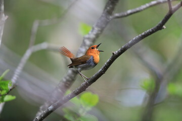 Japanese robin (Luscinia akahige) male in Japan