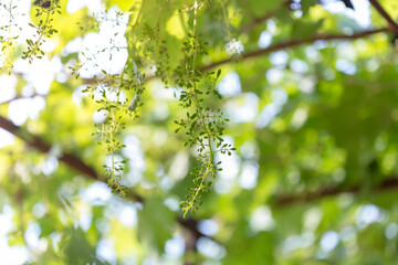 Beautiful grapes in the vineyard. Summer vineyard background. A beautiful sunny day.