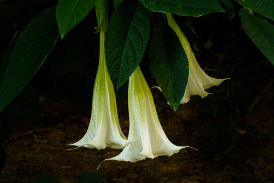 Close up and soft focus of a white datura stramonium blossom in dark green and blur background.
Datura stramonium, known by the common names Thorn apple, Jimsonweed, Devil's snare, or Devil's trumpet.