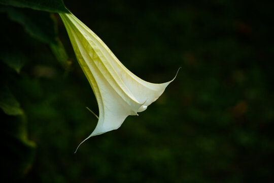 Close up and soft focus of a white datura stramonium blossom in dark green and blur background.
Datura stramonium, known by the common names Thorn apple, Jimsonweed, Devil's snare, or Devil's trumpet.
